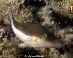 Sharpnose Puffer at the Fish Camp Rocks off the beach in ... by Michael Kovach 